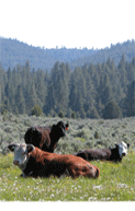 Ash Creek Cattle resting in a pasture, photo courtesy of Ed Williams