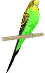 Parakeet