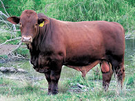 Red Brangus Bull