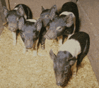 Swine Piglets
