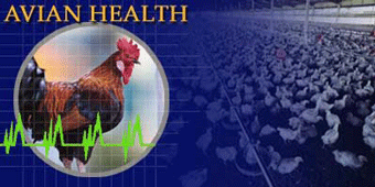Poultry Images