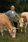 Cow owner and two cows