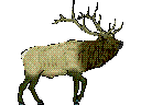 Elk