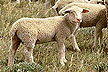 Sheep Grazing