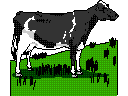 Cattle