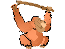 Orangutang
