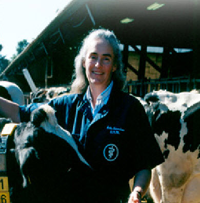 vet with cow vet with cow