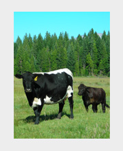 Beef cow and calf in a pasture