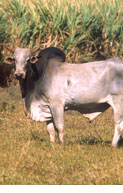 Brahman Bull