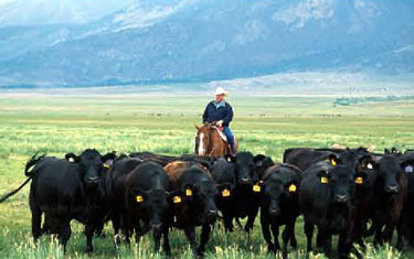 Cattle gathering with a cowboy