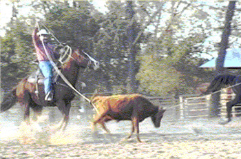 Tom O. heeling a calf