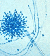 Microscopic Fungi Pictures