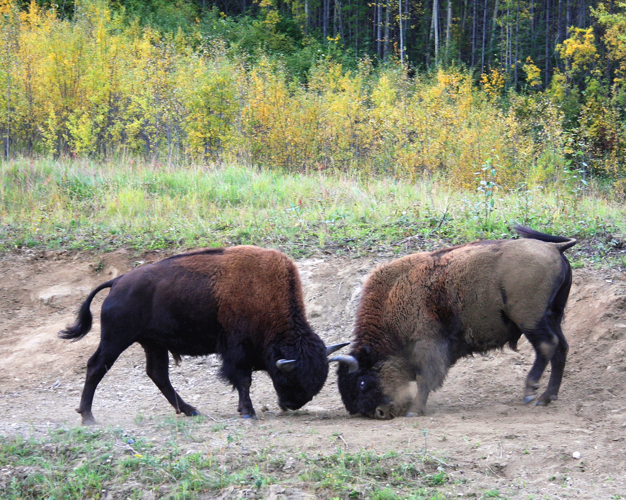 Battling bison courtesy of Ed Williams