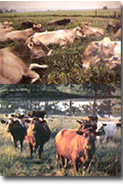 Jersey cows resting in a pasture over beef cows grazing