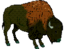 Buffalo