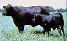 Brangus cow and calf