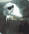 Cow Drooling