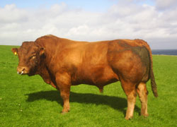 Red Brangus Bull