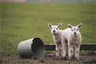Two Lambs and a bucket on it's side