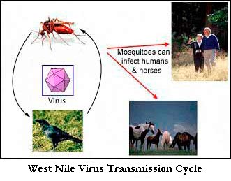 West Nile Virus Infection Cycle