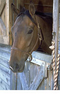 Horse in a Stall