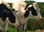 Holstein Cows