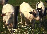 Three Cattle