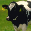 A Cow