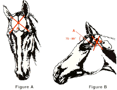 Equine Head Diagram