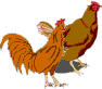 Poultry