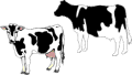Cattle