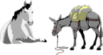 Horses, Mules & Burros