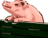 Swine