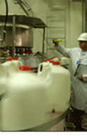 Milk being processed in a milk plant on a conveyor belt