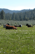 Cattle resting after grazing