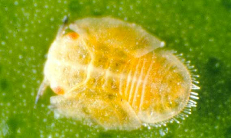 Asian citrus psyllid