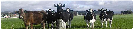 Dairy Marketing Branch