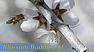 Blossom Buddies #1