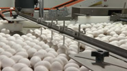 Video thumbnail for Growing California video Series: Eggsacting Standards
