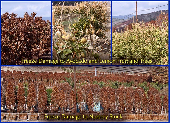 California Citrus Orchard and Nursery Stock Damage