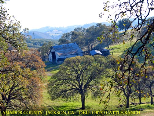 Amador County: Jackson, CA - - Dell Orto Cattle Ranch