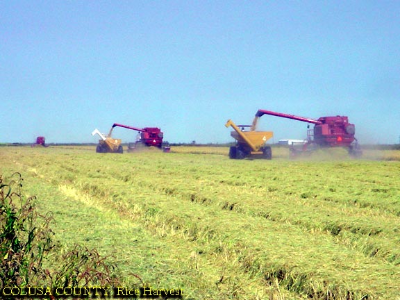 Colusa County Rice Harvest