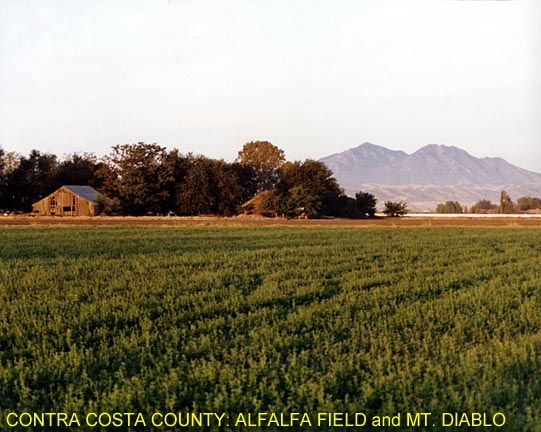 Contra Costa County: Alfalfa Field and Mount Diablo