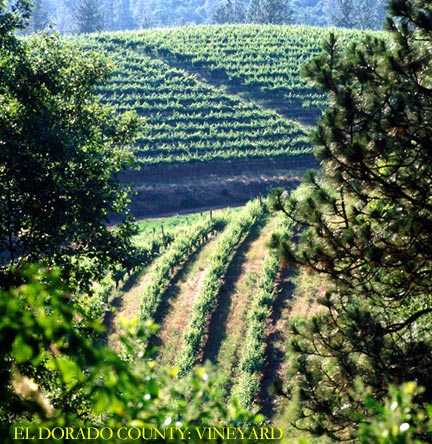 El Dorado County: Grape Production (Photo courtesy of S. Sugar, Boeger Vineyards)