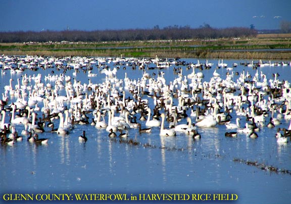 Glenn County: Migratory Waterfowl in Harvested Rice Field