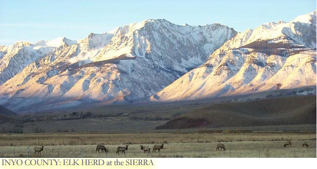 Inyo County Elk Herd at the Sierra