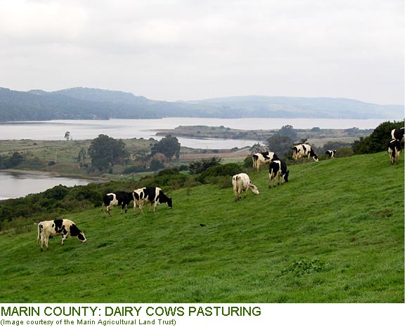 Marin County: Dairy Cows Pasturing
