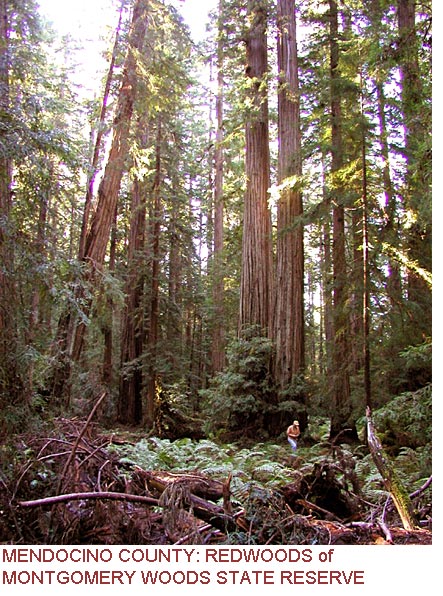 Mendocino County: Redwoods of Montgomery Woods State Reserve
