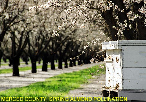 Merced County: Spring Bee Pollination in an Almond Orchard