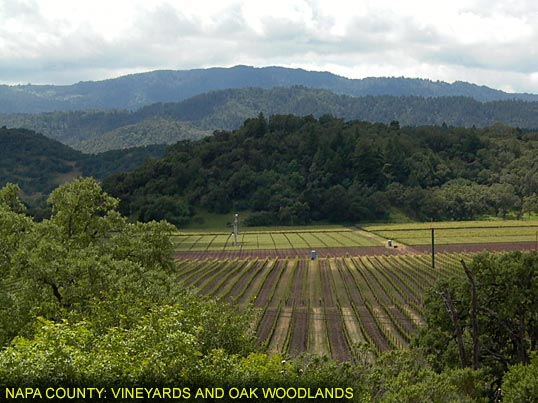 Napa County: Vineyards and Oak Woodlands